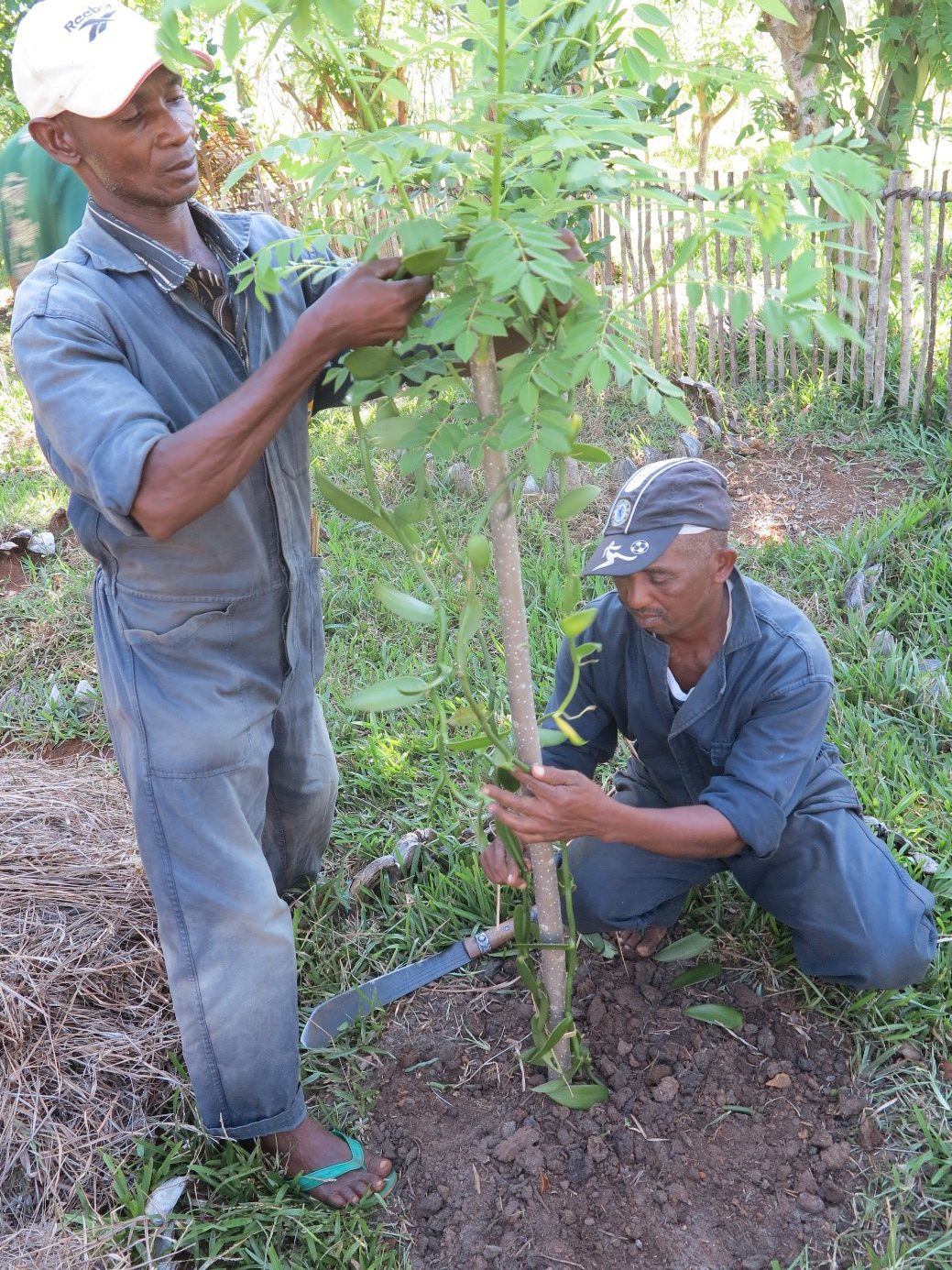 El cultivo